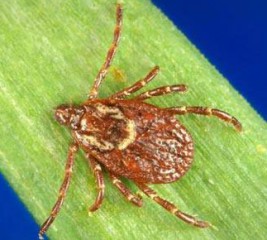 Tick Tips & Lyme Disease Prevention